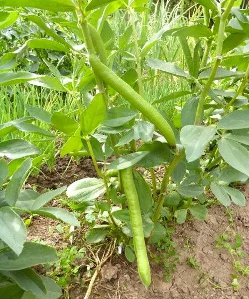 Fava Lunga delle Cascine – 10 Semi, Varietà Toscana, Baccello Molto Sviluppato, Saporita, Facile da Coltivare, Alta Germinabilità, Non-GMO