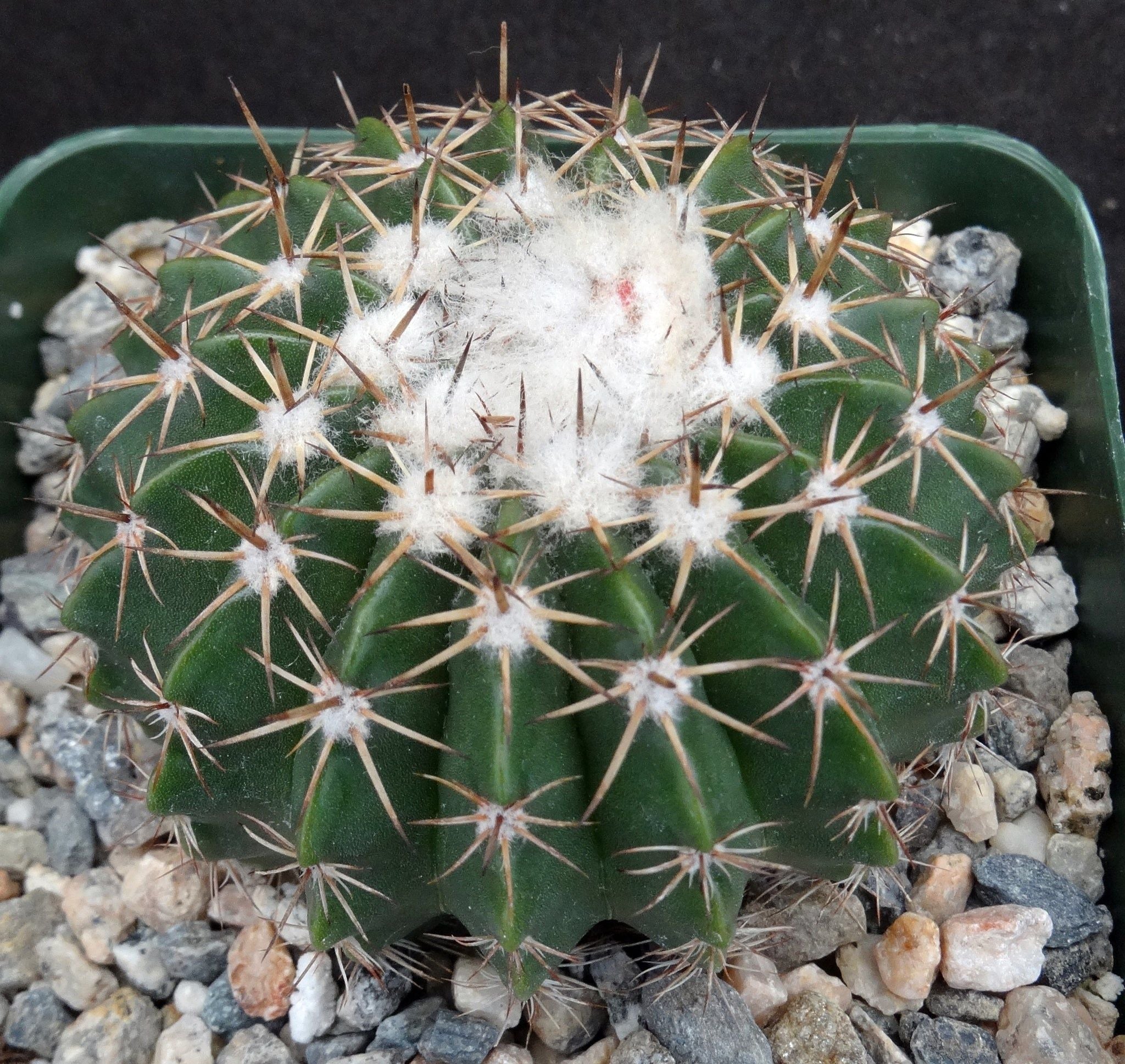 Parodia erinacea - 10 Semi – Alta Germinabilità, Varietà Selezionata, Non-GMO