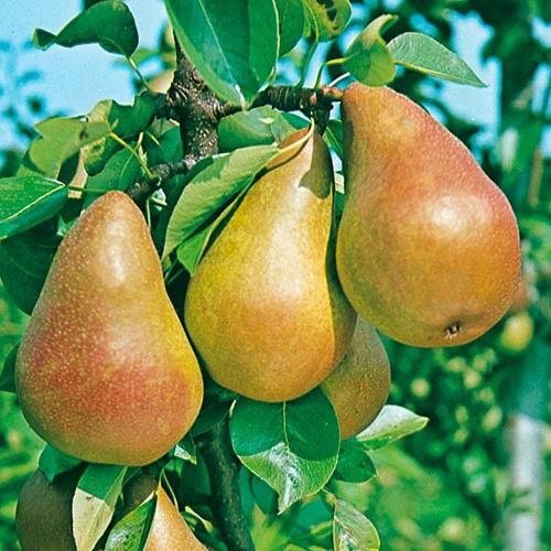 Pero Abate Fetel – 10 Semi, Forma Allungata, Polpa Bianca e Granulosa, Gourmet, Facile da Coltivare, Alta Germinabilità, Non-GMO