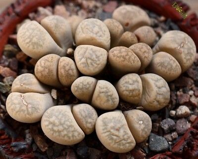 Lithops francisci - 10 Semi – Alta Germinabilità, Varietà Selezionata, Non-GMO