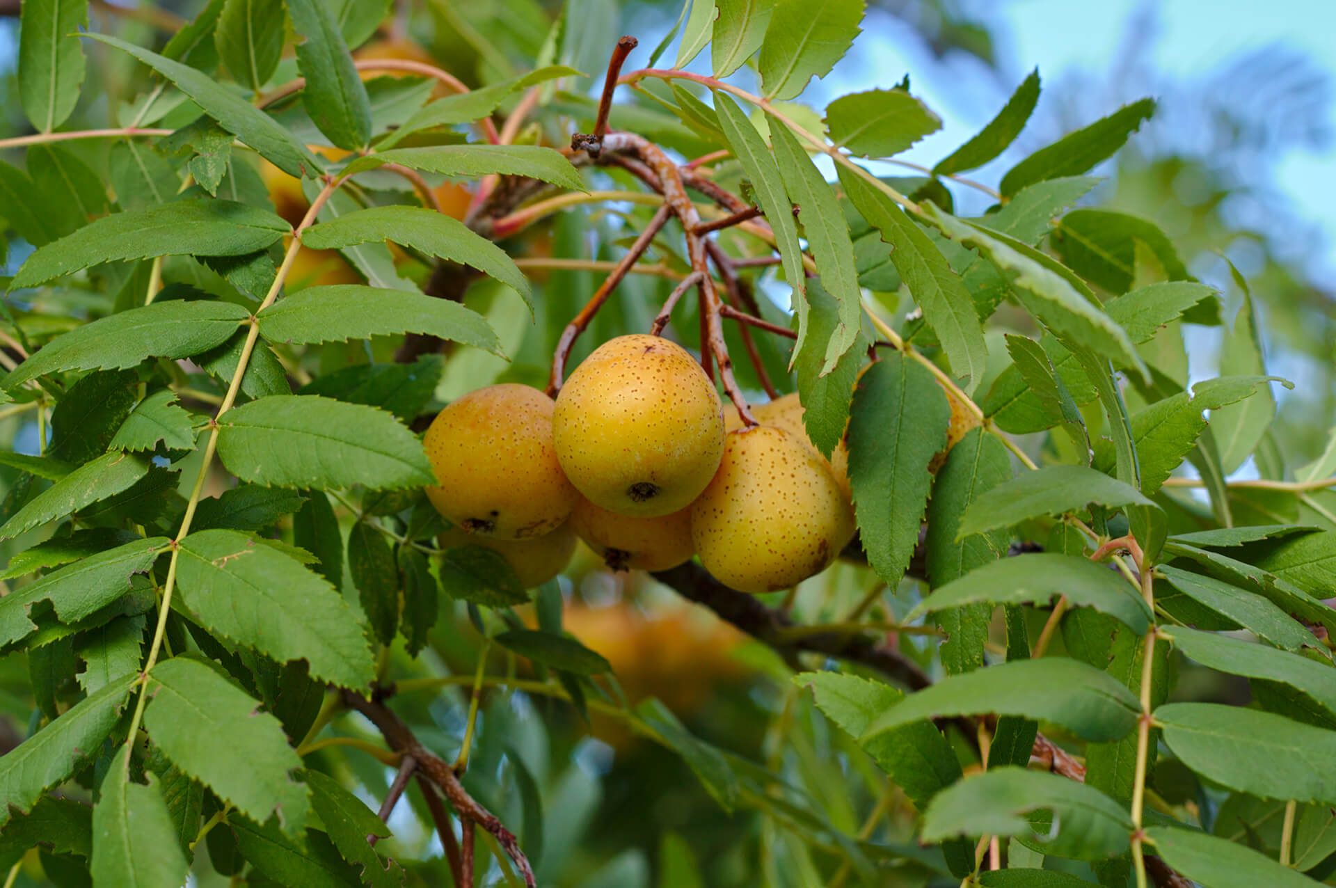Sorbo Comune – 10 Semi, Frutti Antichi, Legno, Orto, Facile da Coltivare, Alta Germinabilità, Non-GMO