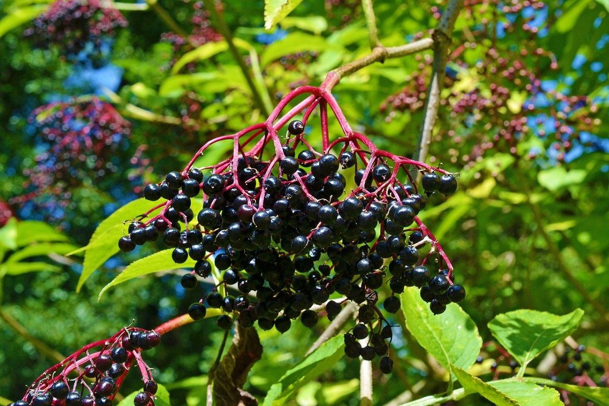 Sambuco – 10 Semi, Fiori e Bacche, Sciroppo, Giardino, Facile da Coltivare, Alta Germinabilità, Non-GMO