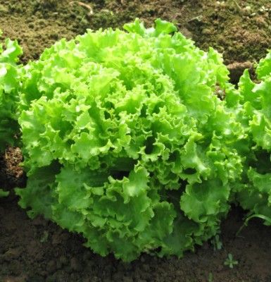 Lattuga Bionda Riccia – 30 Semi, Da Taglio, Foglia Ondulata, Orto, Facile da Coltivare, Alta Germinabilità, Non-GMO