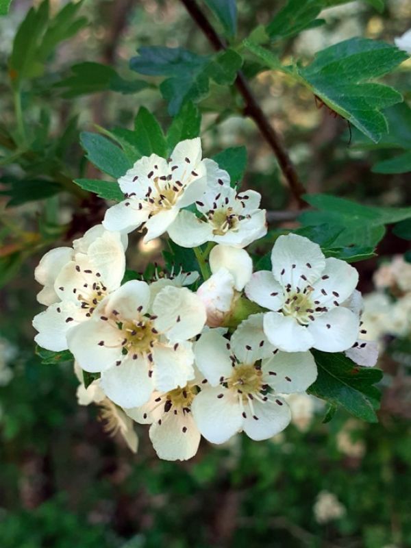 Biancospino – 10 Semi, Fiori Bianchi, Bacche, Tisane, Facile da Coltivare, Alta Germinabilità, Non-GMO