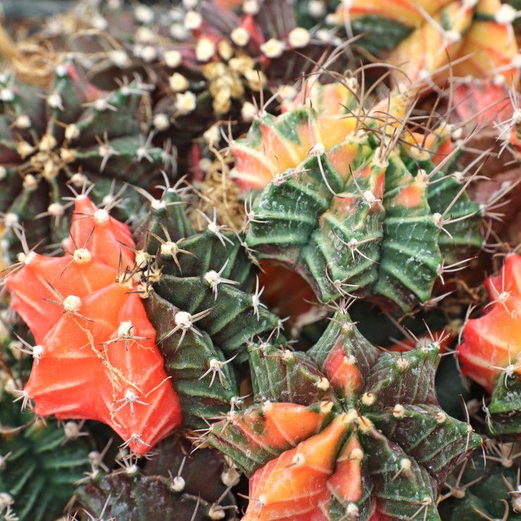 Gymnocalycium mihanovichii - 10 Seeds – High Germination, Selected Variety, Non-GMO