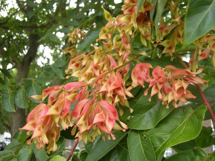 Albero del Paradiso – 10 Semi, Fogliame Argento, Profumo, Esterno, Facile da Coltivare, Alta Germinabilità, Non-GMO