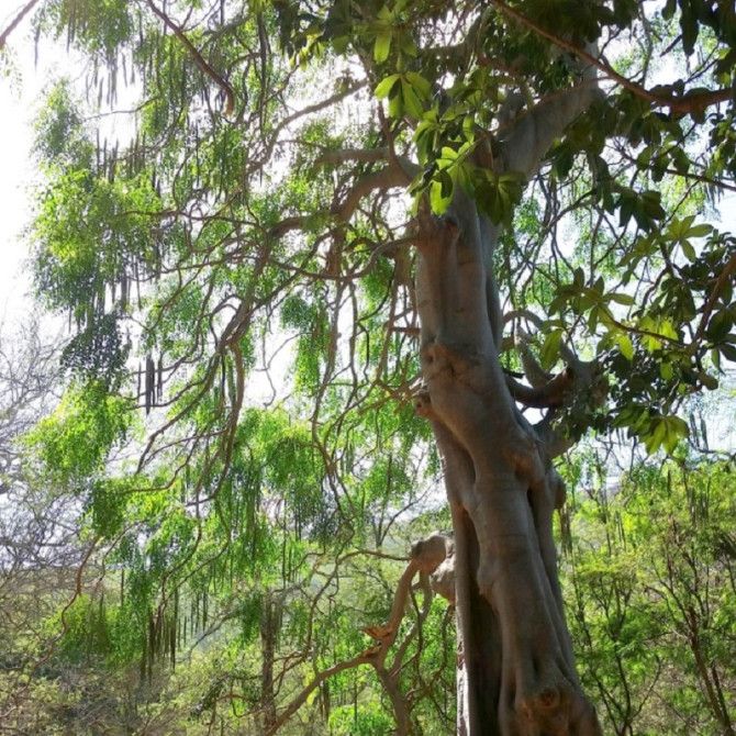 Moringa Stenopetala – 10 Semi, Cavolo Africano, Edibile, Nutriente, Facile da Coltivare, Alta Germinabilità, Non-GMO