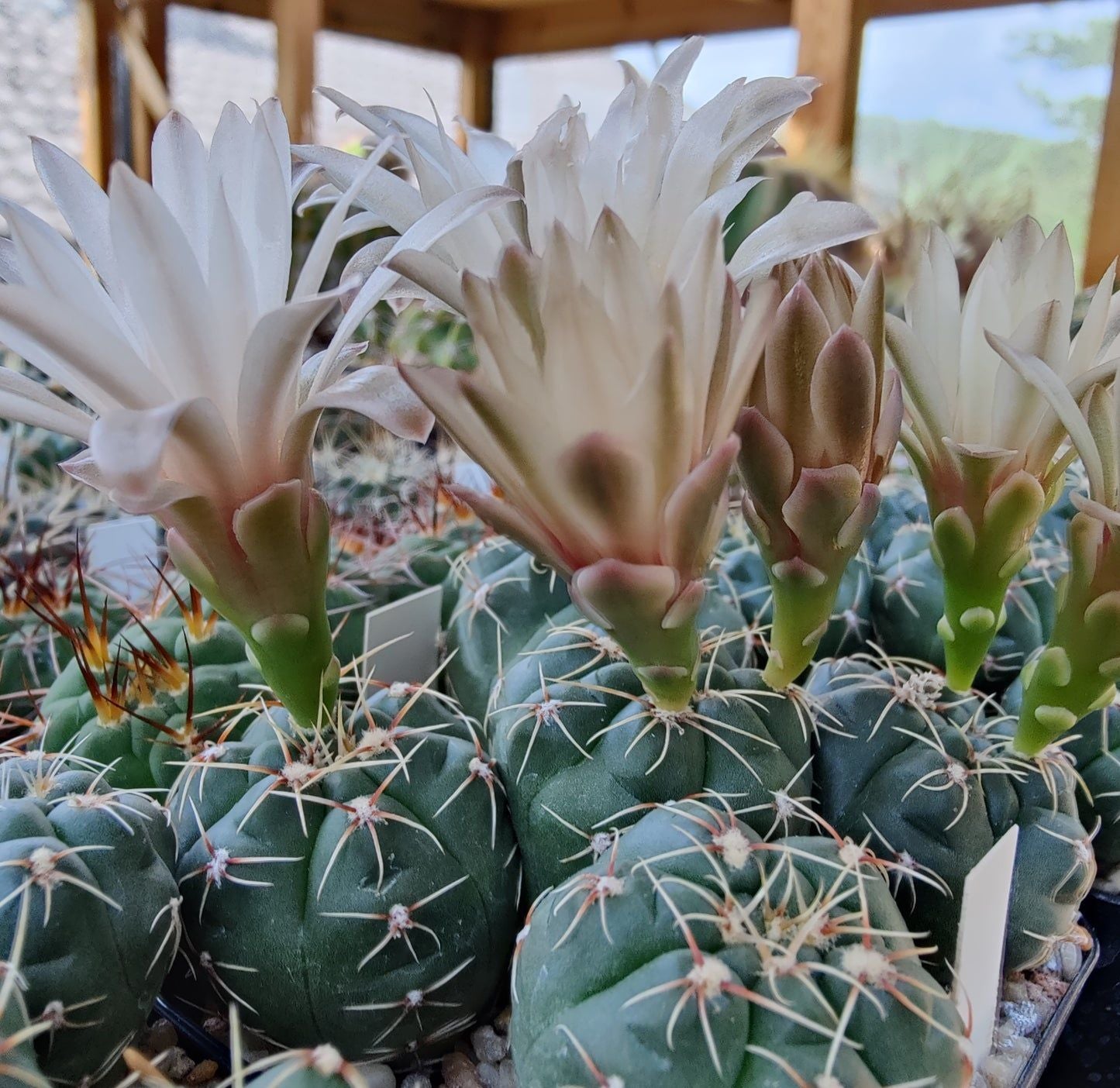 Gymnocalycium pinalii - 10 Semi – Alta Germinabilità, Varietà Selezionata, Non-GMO