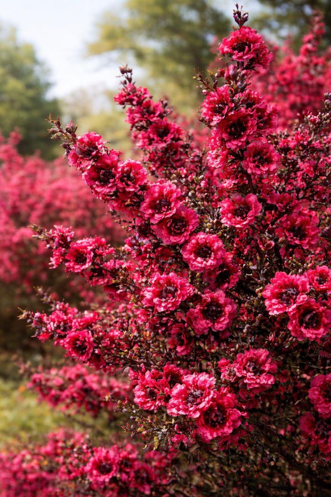 10 Semi di Manuka Leptospermum scoparium – Semi Freschi, Alta Germinabilità, No-GMO