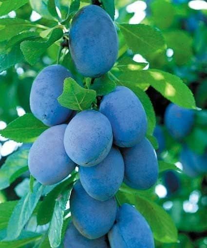 Susino Stanley – 10 Semi, Blu-Violaceo, Polpa Soda e Spicca, Maturazione Fine Agosto, Facile da Coltivare, Alta Germinabilità, Non-GMO