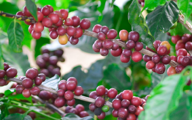 Caffè Catuai – 10 Semi, Pianta Resistente, Ideale Brasile, Produttivo, Facile da Coltivare, Alta Germinabilità, Non-GMO
