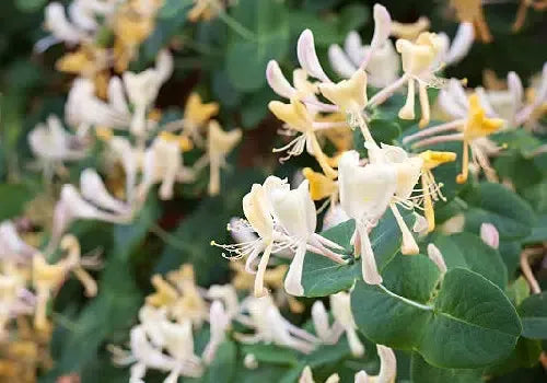 Madreselva di Cañar – 10 Semi, Rampicante, Raro, Giardino, Facile da Coltivare, Alta Germinabilità, Non-GMO