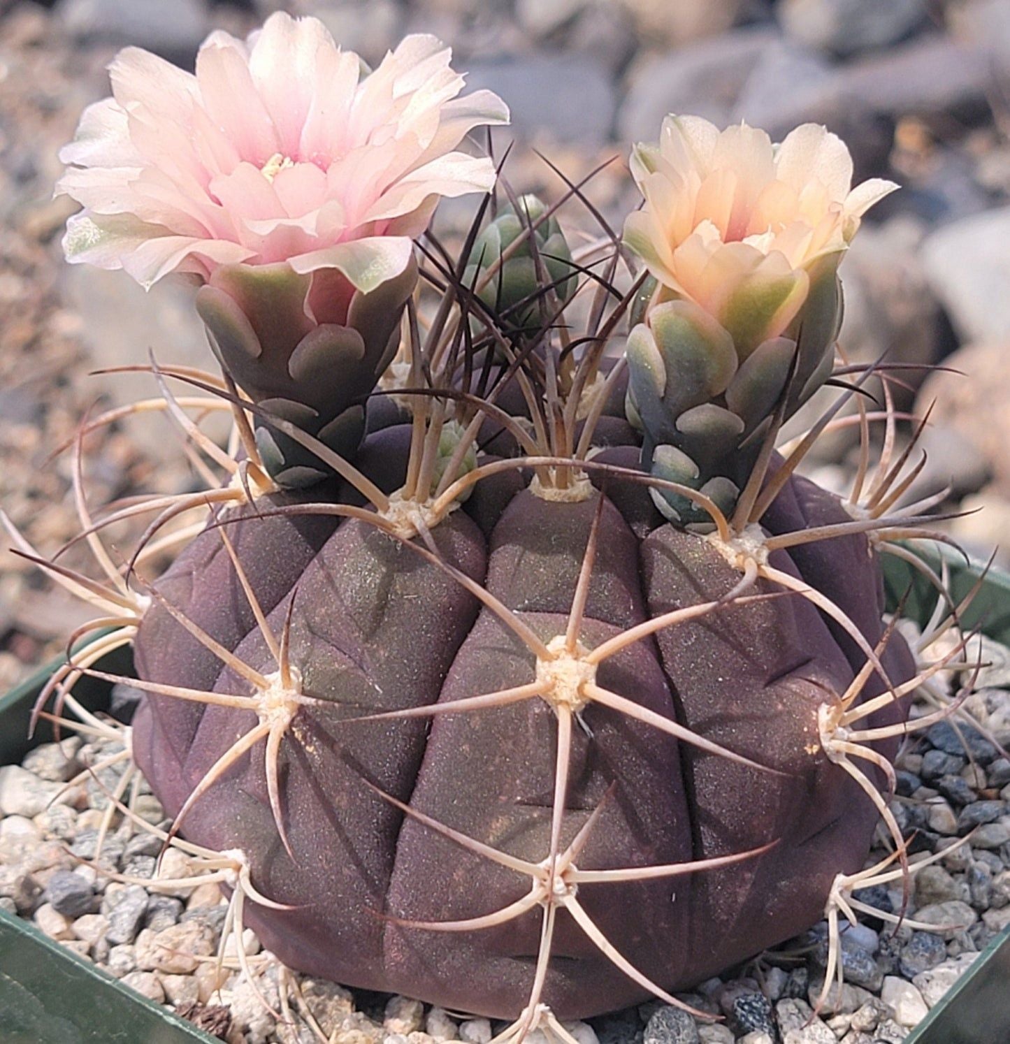 Gymnocalycium pflanzii - 10 Semi – Alta Germinabilità, Varietà Selezionata, Non-GMO