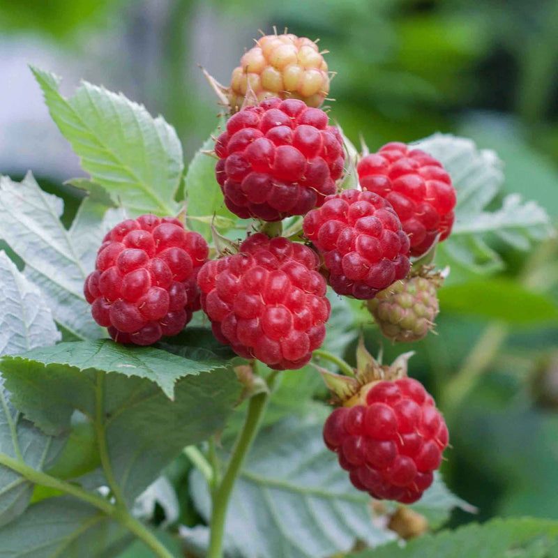 10 Semi di Lampone Glen Ample Rubus idaeus Glen Ample – Semi Freschi, Alta Germinabilità, No-GMO