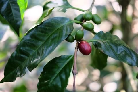 Caffè Maragogype – 10 Semi, Chicco Elefante, Corpo Leggero, Profumato, Facile da Coltivare, Alta Germinabilità, Non-GMO