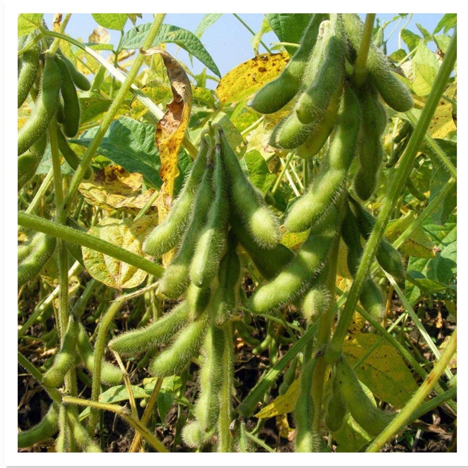 Edamame (Green Soybeans) – 10 Seeds, Tasty Protein Snack, Staggered Harvest, Oriental Garden, Easy to Grow, High Germination, Non-GMO