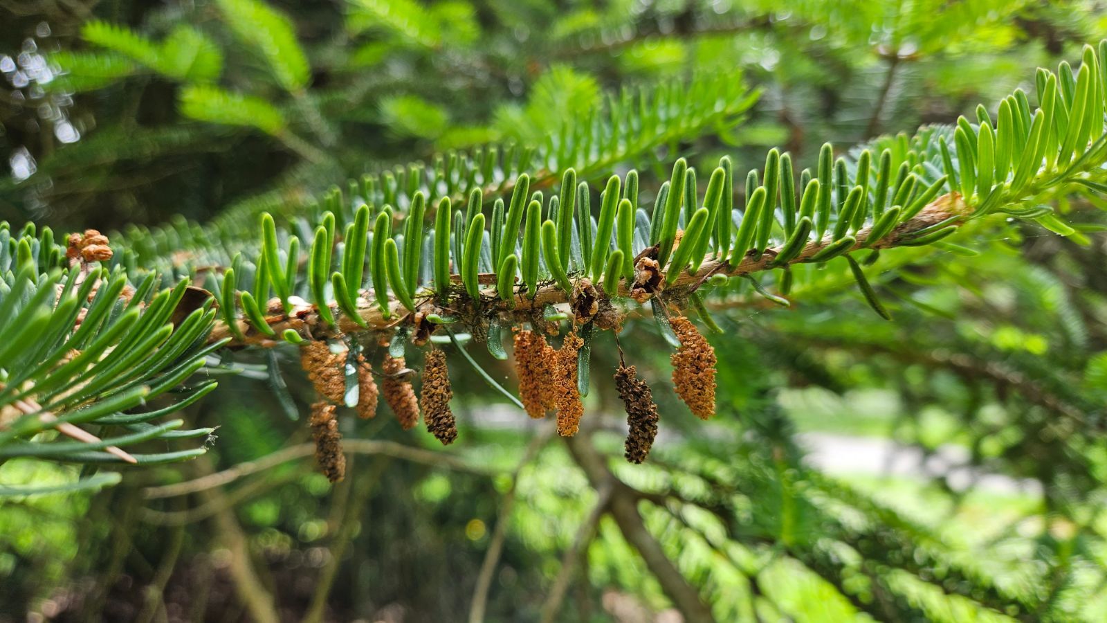 Abete Recurvato – 10 Semi, Aghi Arcuati, Estremo Oriente, Raro, Facile da Coltivare, Alta Germinabilità, Non-GMO