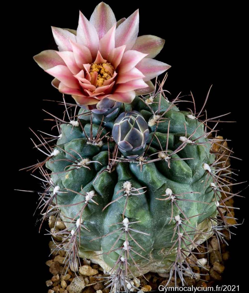 Gymnocalycium sanluisense - 10 Semi – Alta Germinabilità, Varietà Selezionata, Non-GMO