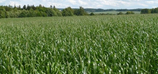 Efeoga Permanent Meadow Mix – 10,000 Seeds, High Forage Productivity, Balanced Composition, Agricultural, Easy to Grow, High Germinability, Non-GMO