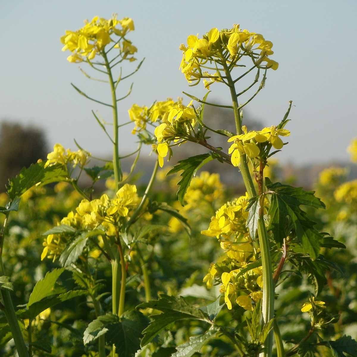 Colza – 10.000 Semi, Uso Agricolo e Foraggero, Crescita Rapida, Alta Resa, Facile da Coltivare, Alta Germinabilità, Non-GMO
