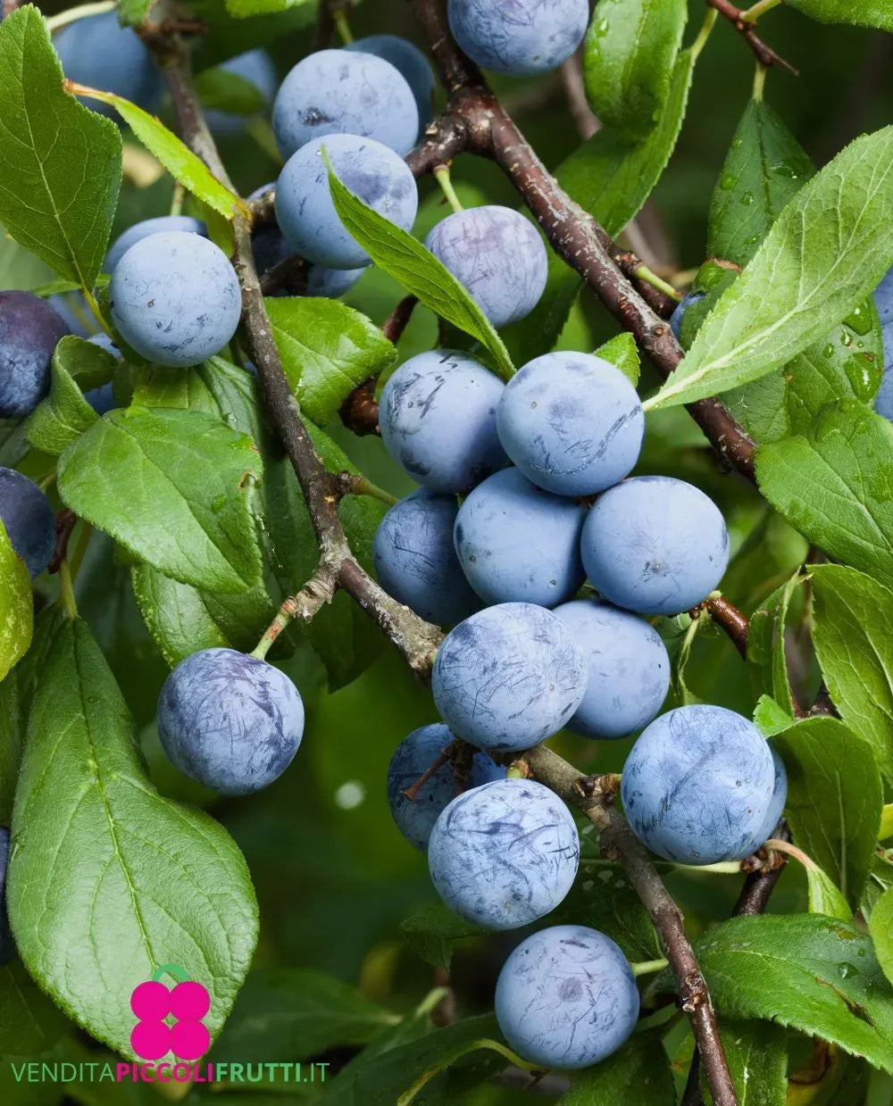 Prugnolo – 10 Semi, Bacche Blu, Liquori, Siepe, Facile da Coltivare, Alta Germinabilità, Non-GMO
