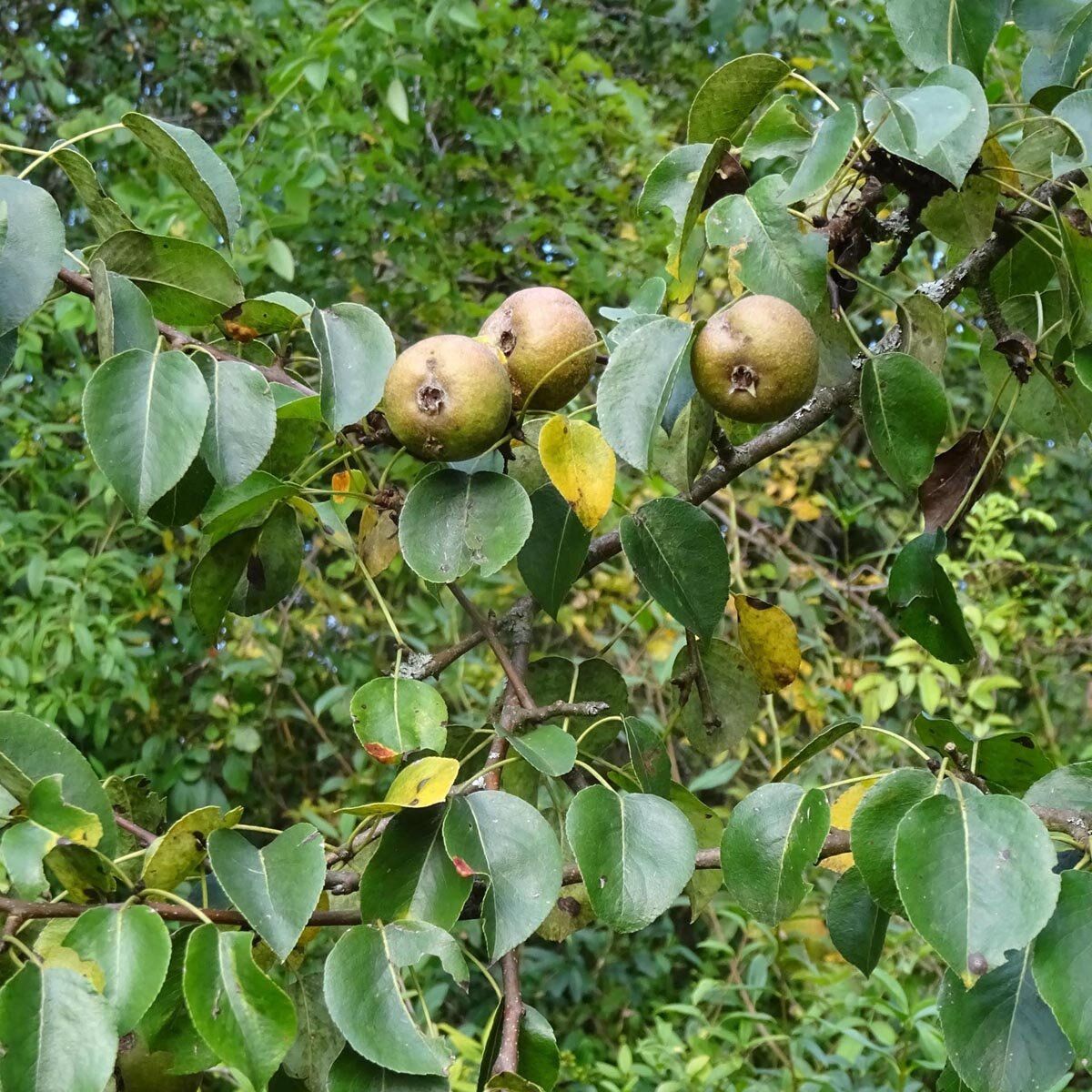 Pero Selvatico – 10 Semi, Rustico, Fiori Bianchi, Bosco, Facile da Coltivare, Alta Germinabilità, Non-GMO