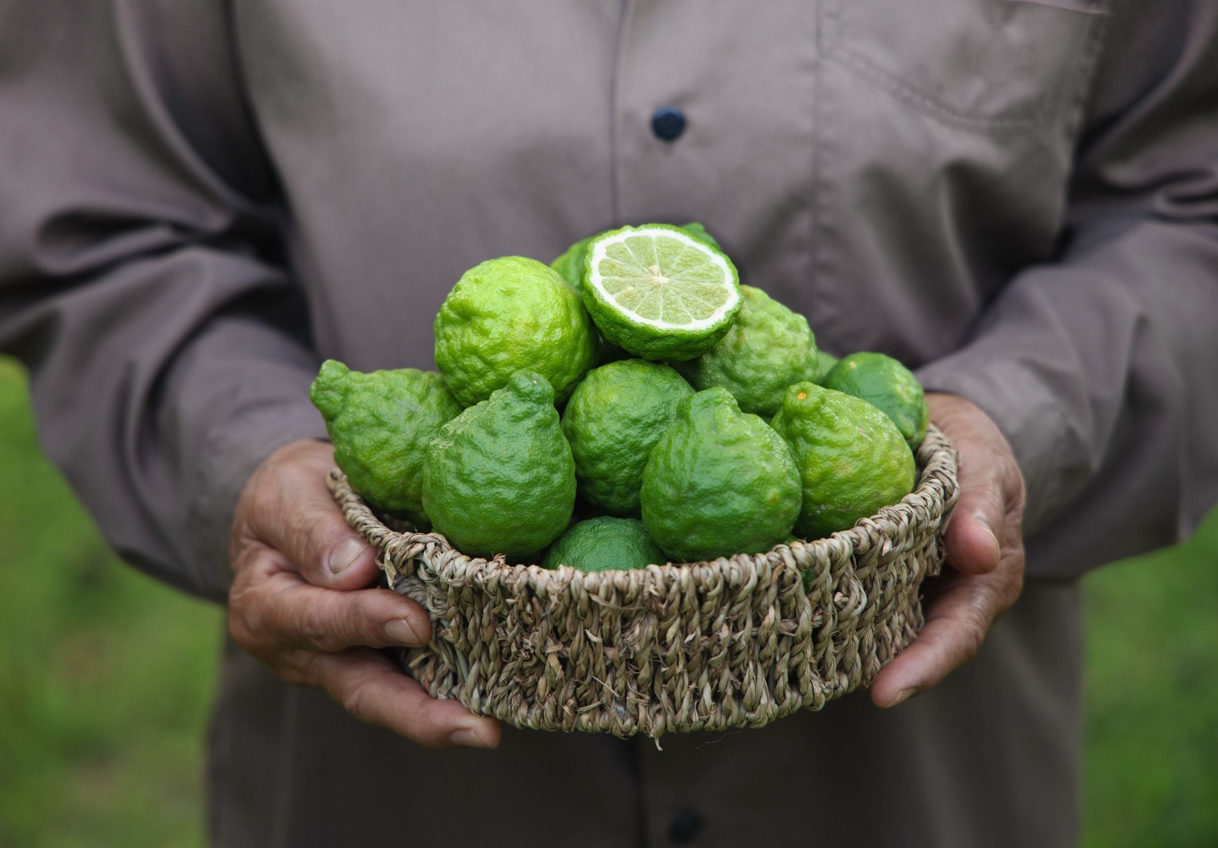 Bergamotto – 10 Semi, Essenza Pregiata, Aromatico, Uso Olio, Facile da Coltivare, Alta Germinabilità, Non-GMO
