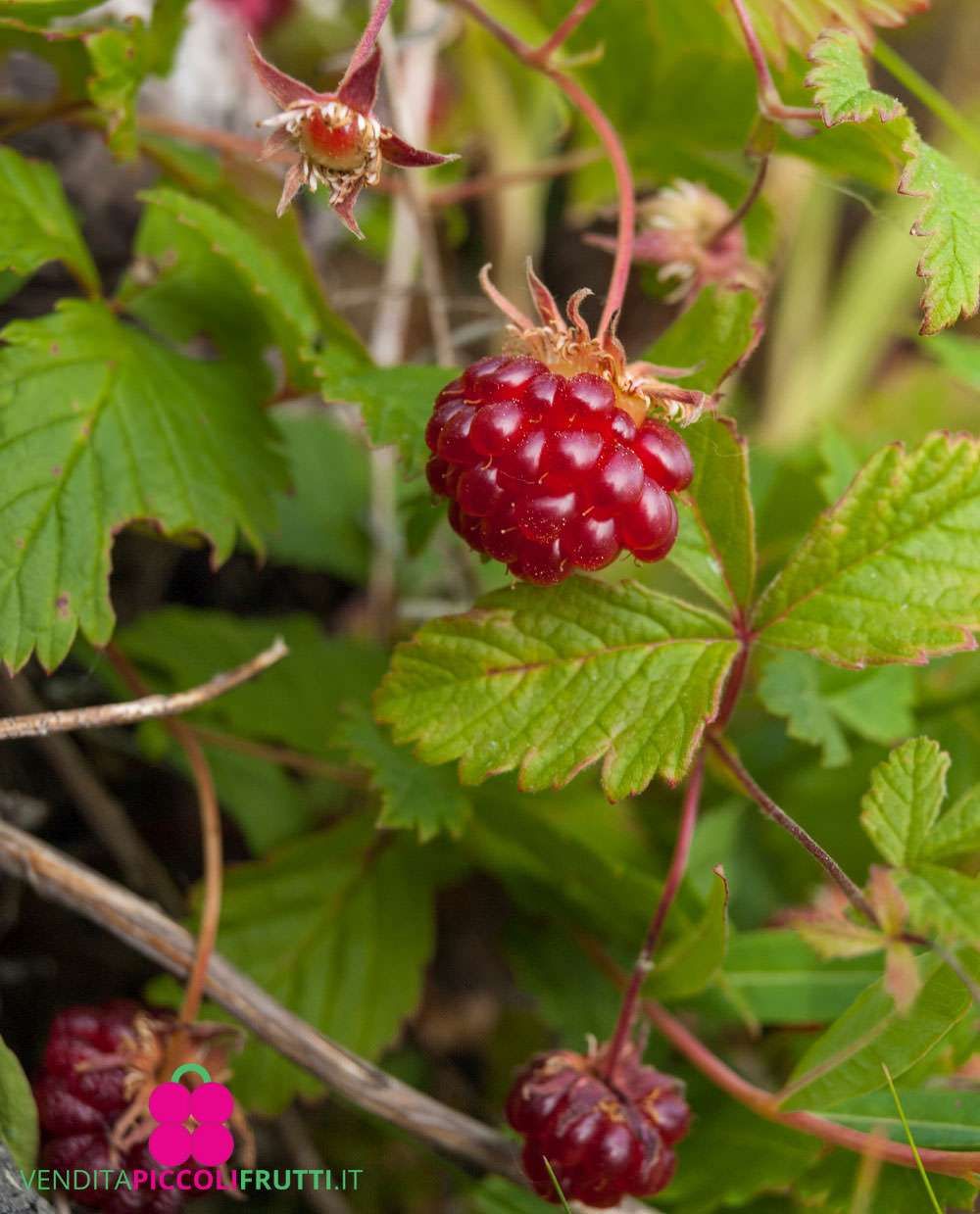 10 Semi di Lampone artico Rubus arcticus – Semi Freschi, Alta Germinabilità, No-GMO