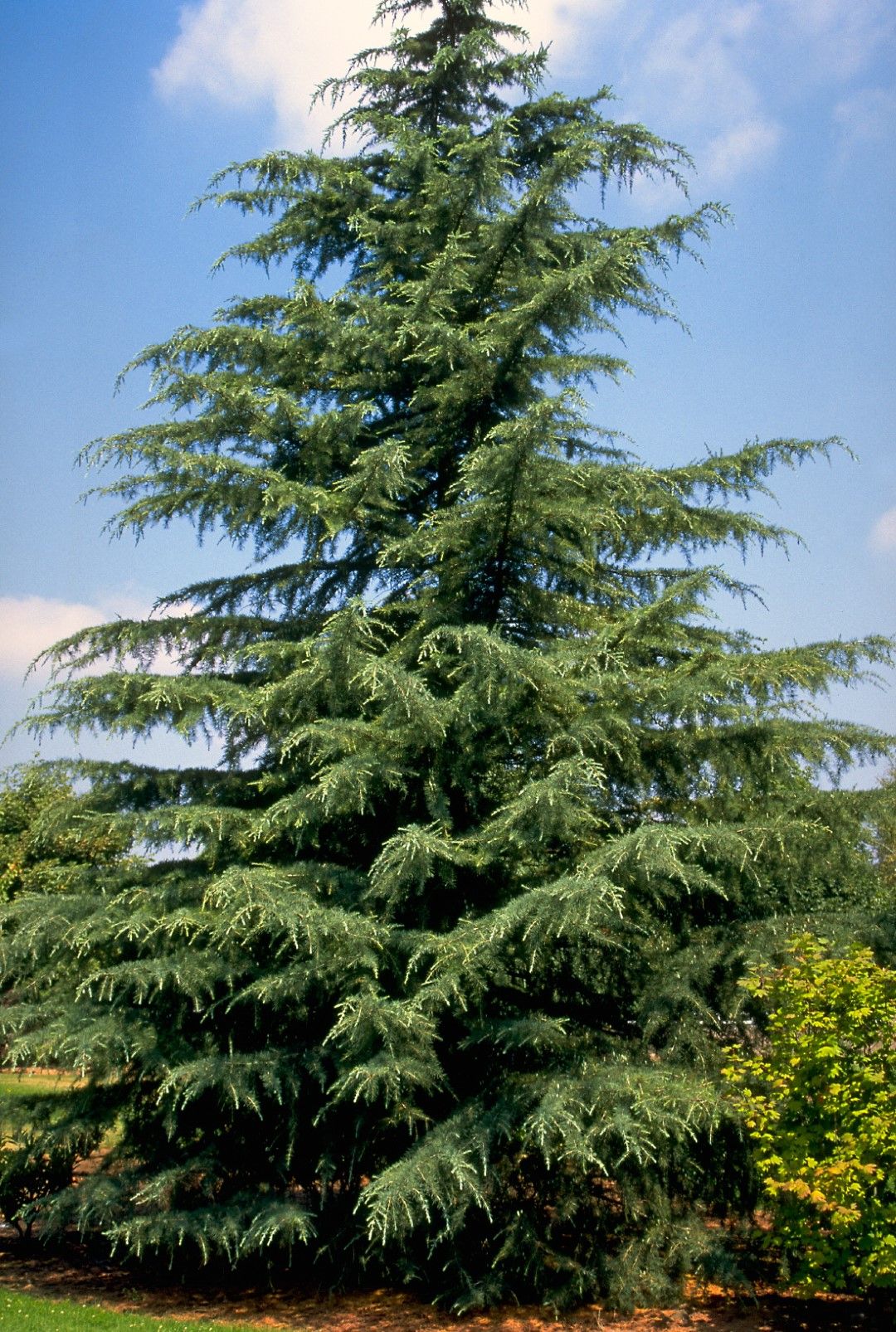 Cedro deodara – 10 Semi, Conifera, Imponente, Giardino, Facile da Coltivare, Alta Germinabilità, Non-GMO