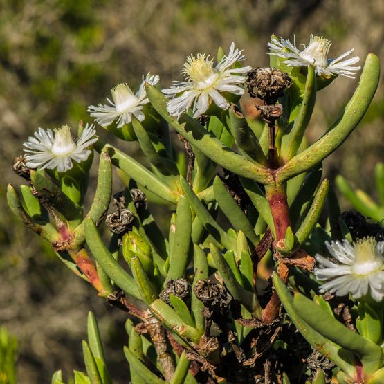 Stayneria - 10 Semi – Alta Germinabilità, Varietà Selezionata, Non-GMO