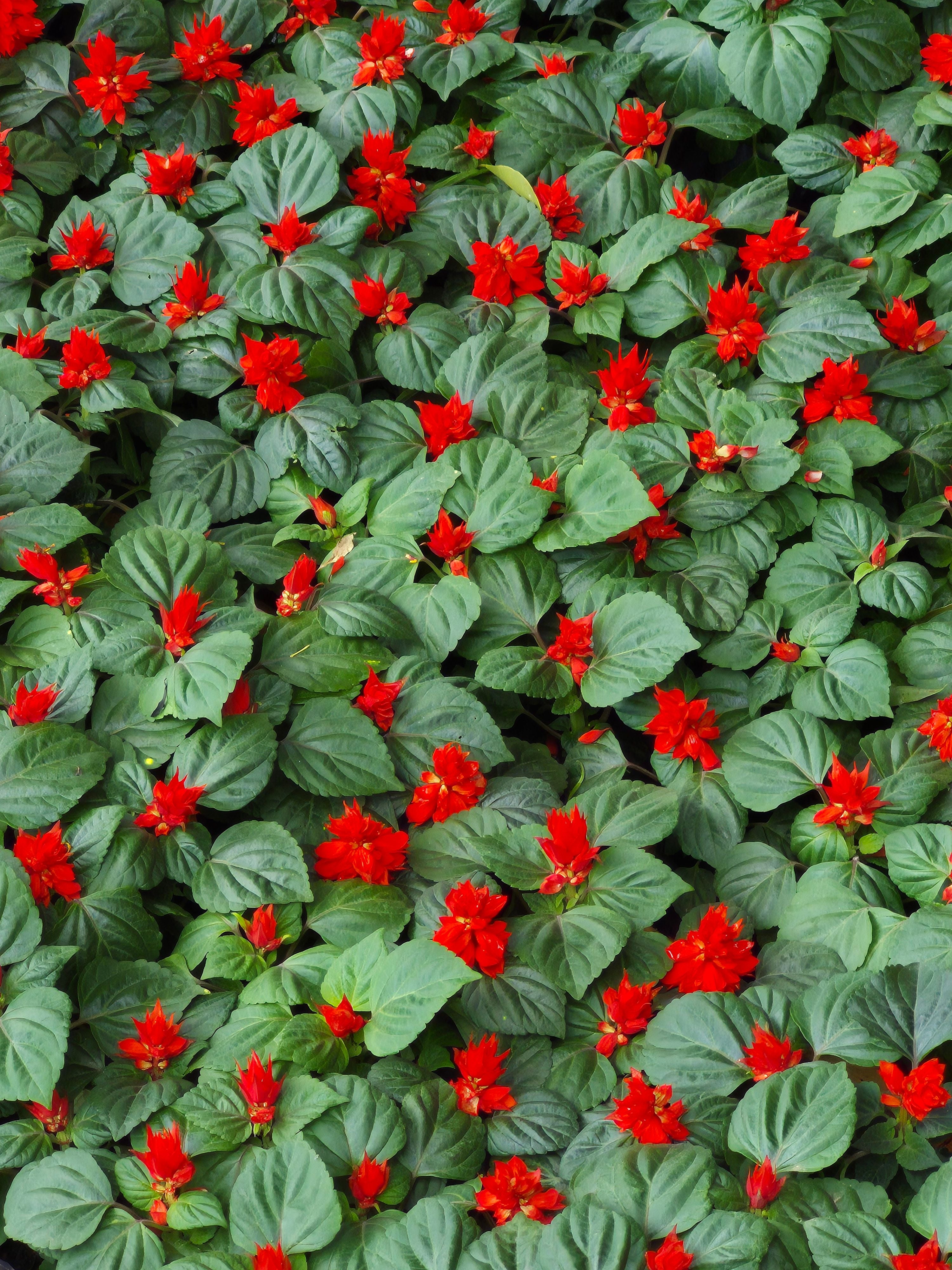 Salvia Splendens Nana – 10 Semi, Varietà Bassa, Colore Rosso Intenso, Per Aiuole e Vasi, Facile da Coltivare, Alta Germinabilità, Non-GMO