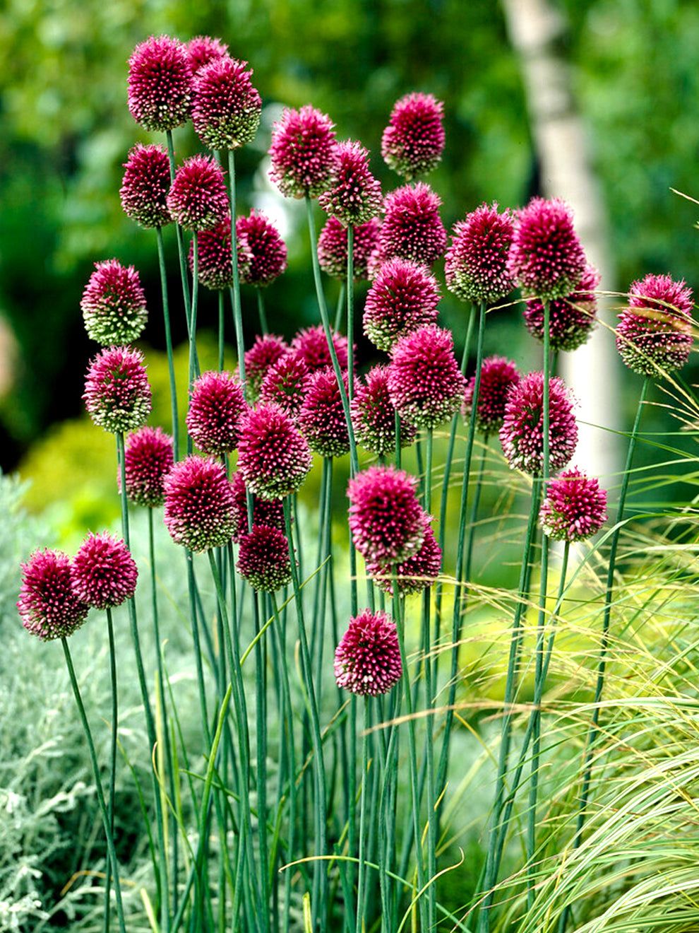 10 Semi di Aglio ornamentale sferico Allium sphaerocephalon – Semi Freschi, Alta Germinabilità, No-GMO