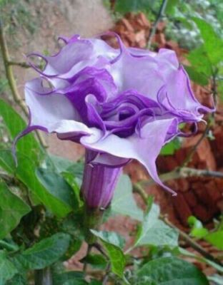 15 Semi di Datura Metel 'double Purple' - Semi Freschi, Alta Germinabilità, No-GMO