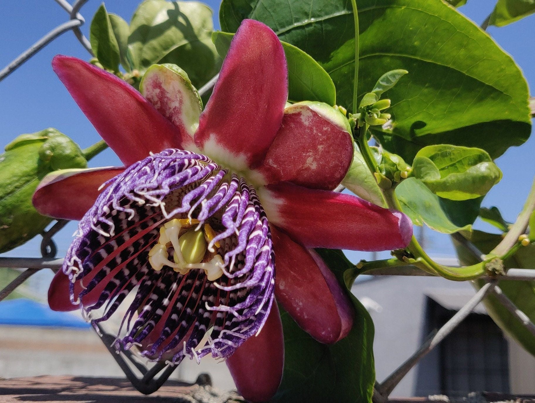 10 Semi di Passiflora edulis Flame Ruby – Semi Freschi, Alta Germinabilità, No-GMO