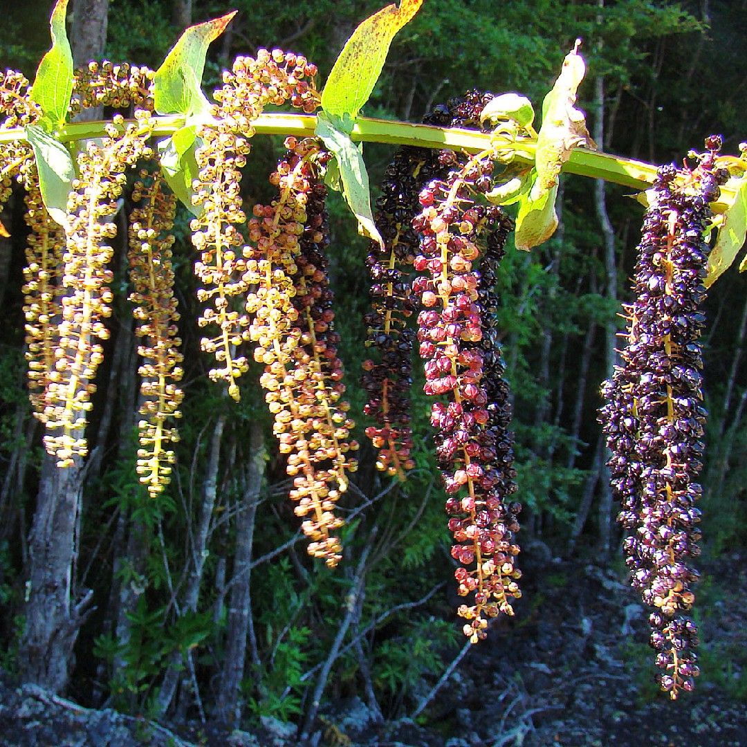 Coriaria – 10 Semi, Arbusto, Decorativo, Rustico, Facile da Coltivare, Alta Germinabilità, Non-GMO