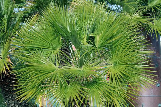 Palma Nana – 10 Semi, Mediterranea, Ornamentale, Vaso, Facile da Coltivare, Alta Germinabilità, Non-GMO