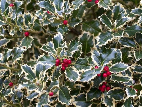 Agrifoglio – 10 Semi, Bacche Rosse, Ornamentale, Natale, Facile da Coltivare, Alta Germinabilità, Non-GMO