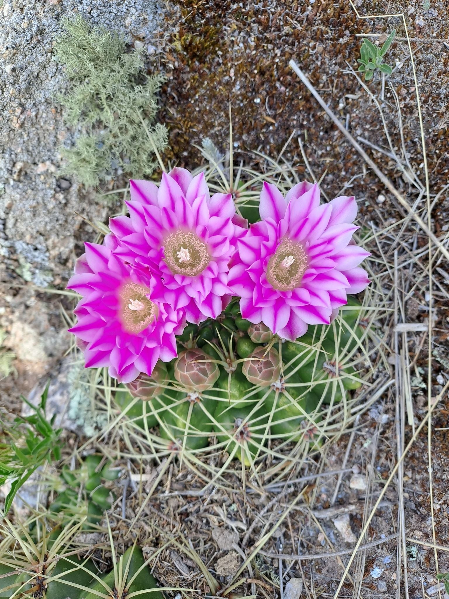 Gymnocalycium monvillei - 10 Semi – Alta Germinabilità, Varietà Selezionata, Non-GMO