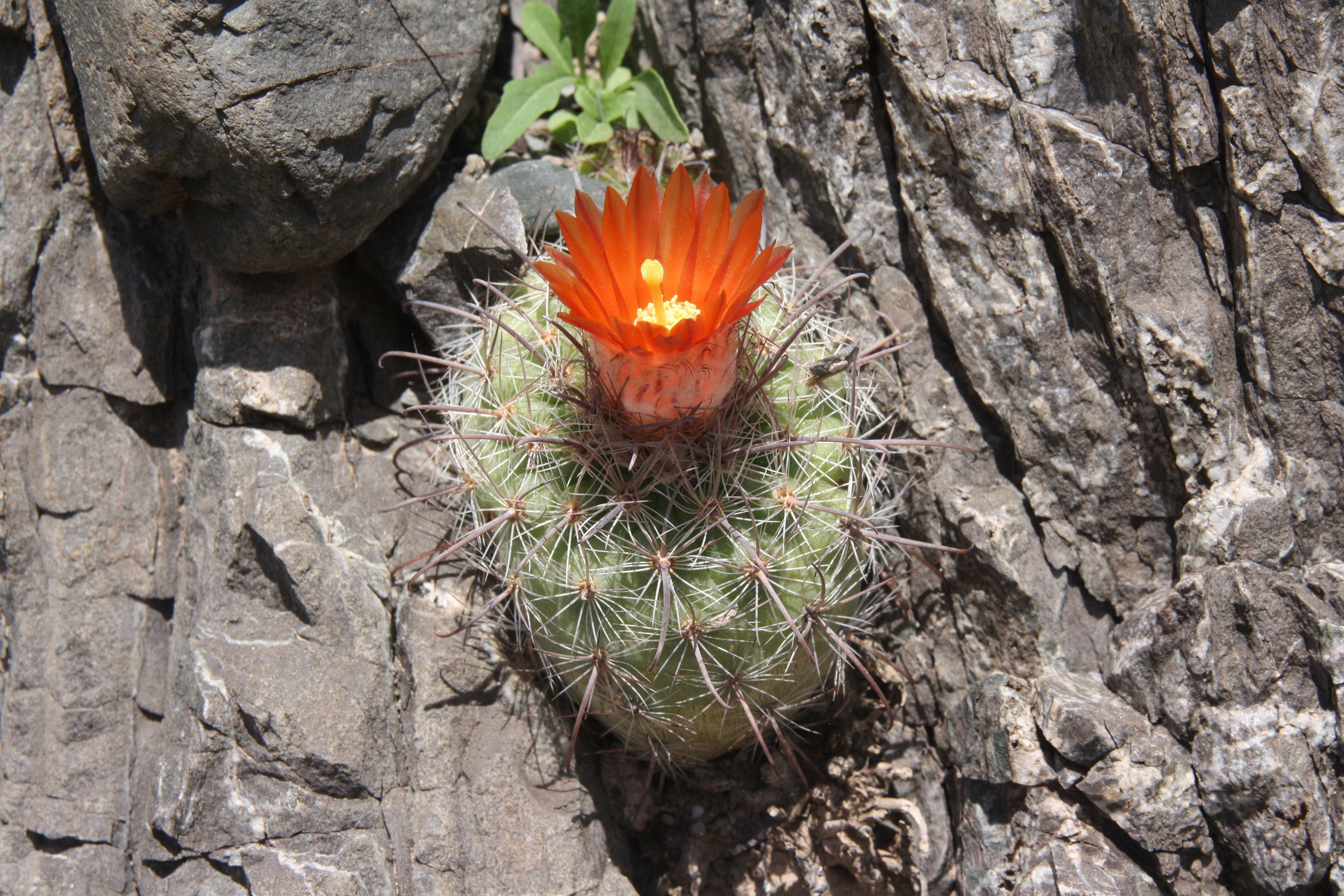 Parodia stuemeri - 10 Semi – Alta Germinabilità, Varietà Selezionata, Non-GMO