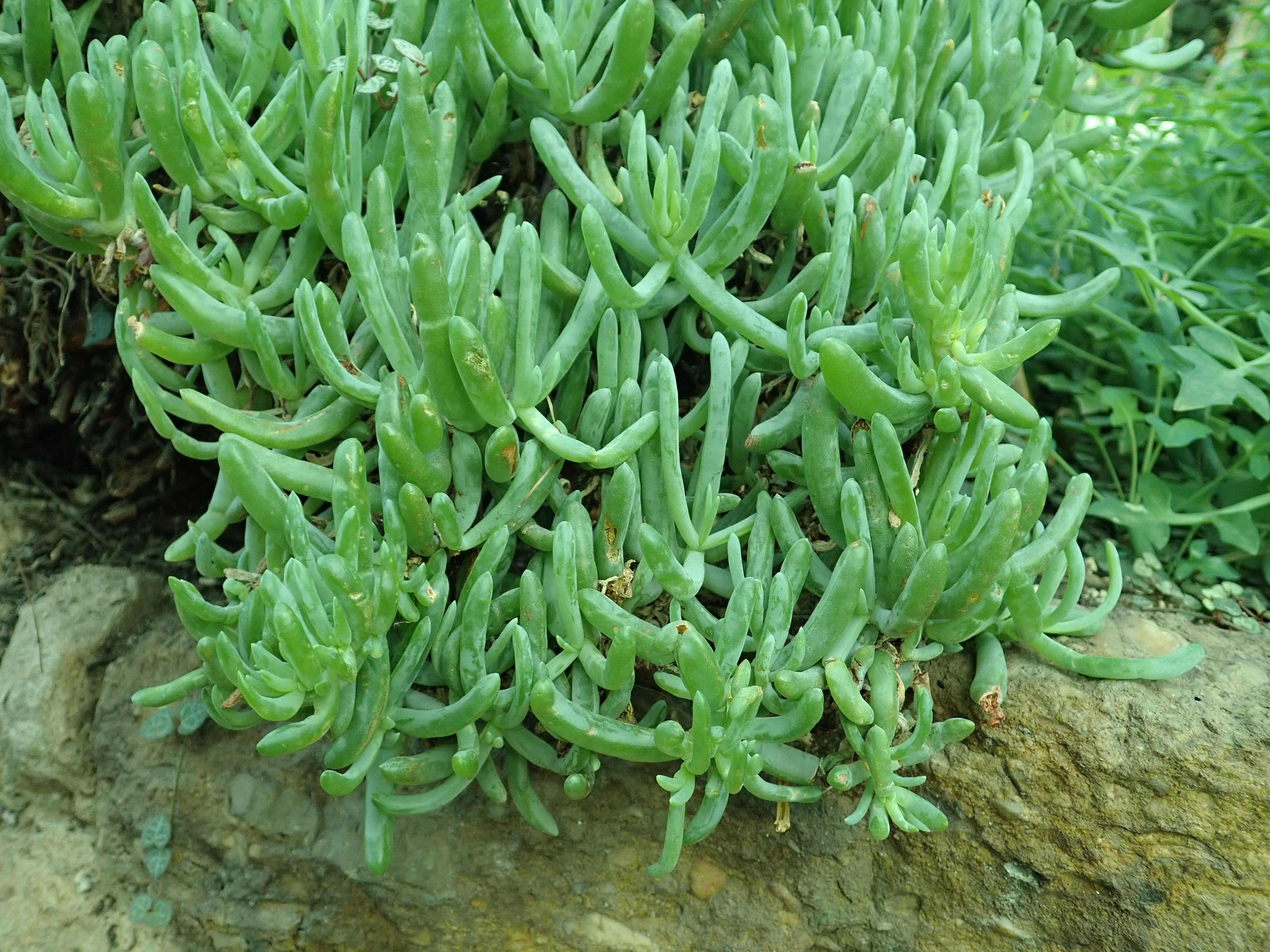 Scopelogena - 10 Semi – Alta Germinabilità, Varietà Selezionata, Non-GMO