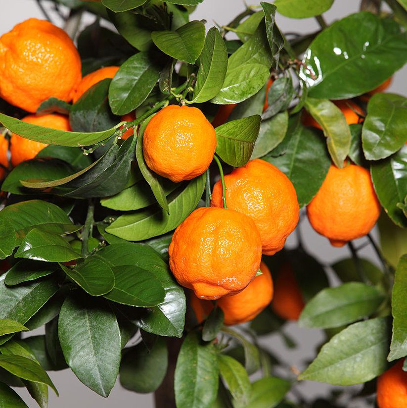 Limandarino – 10 Semi, Ibrido Rosso, Decorativo, Cucina, Facile da Coltivare, Alta Germinabilità, Non-GMO