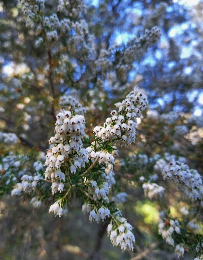 Erica Arborea – 10 Semi, Miele, Sempreverde, Giardino, Facile da Coltivare, Alta Germinabilità, Non-GMO