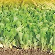 Smooth Blonde Lettuce – 30 Seeds, Cutting, Tender Leaves, Salad, Easy to Grow, High Germination, Non-GMO