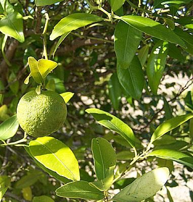 Citrus warburgina – 5 Semi, Agrume della Nuova Guinea, Raro, Botanica, Facile da Coltivare, Alta Germinabilità, Non-GMO
