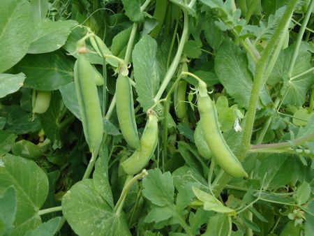 Climbing Blackboard Pea – 10 Seeds, Dark Green Pod, High Yield, Traditional, Easy to Grow, High Germination, Non-GMO