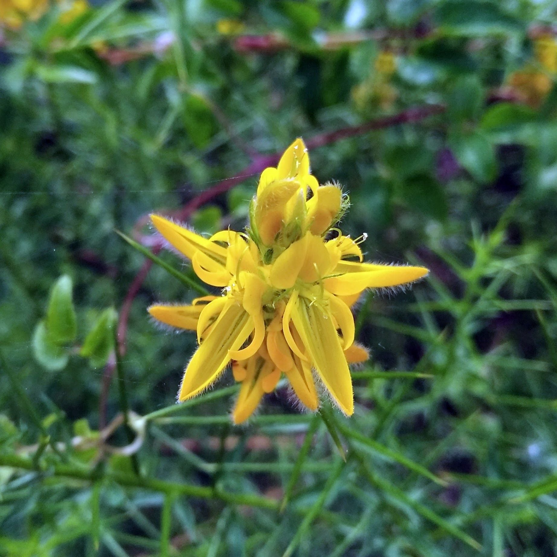 Aulaga Merina – 10 Semi, Spinoso, Giallo, Roccioso, Facile da Coltivare, Alta Germinabilità, Non-GMO