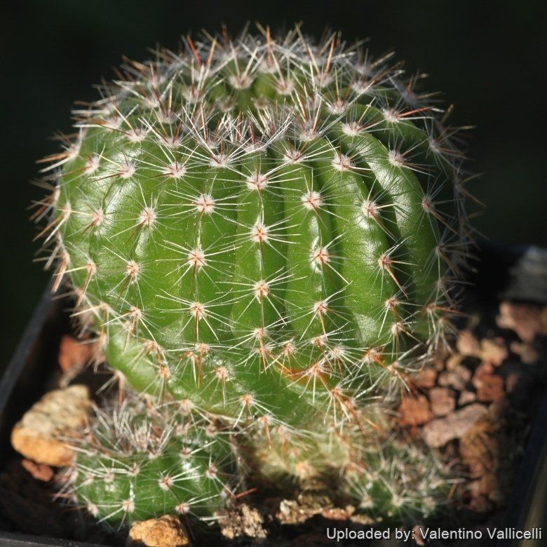 Parodia muricata - 10 Semi – Alta Germinabilità, Varietà Selezionata, Non-GMO