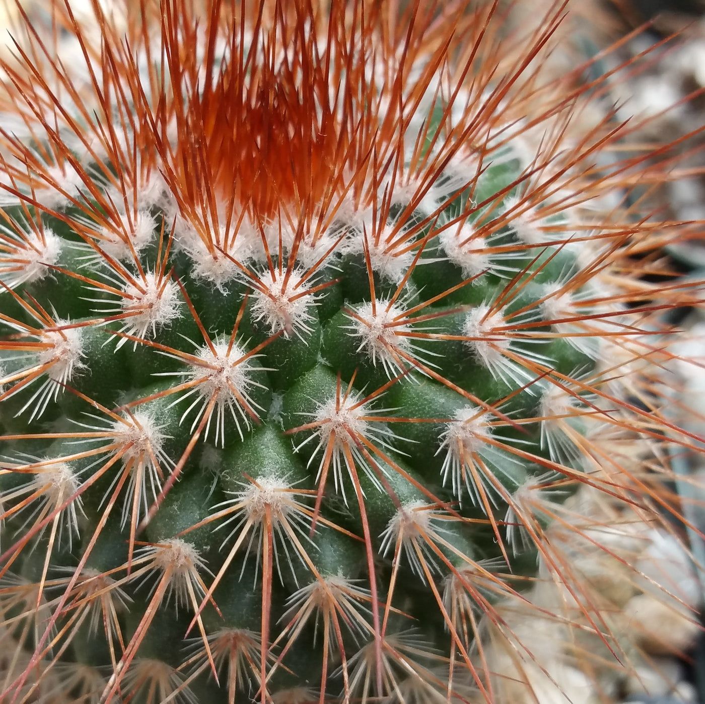 Mammillaria spinosissima – 10 Seeds, Barrel Cactus, Dense Spines, Crown-Flowered, Easy to Grow, High Germination, Non-GMO