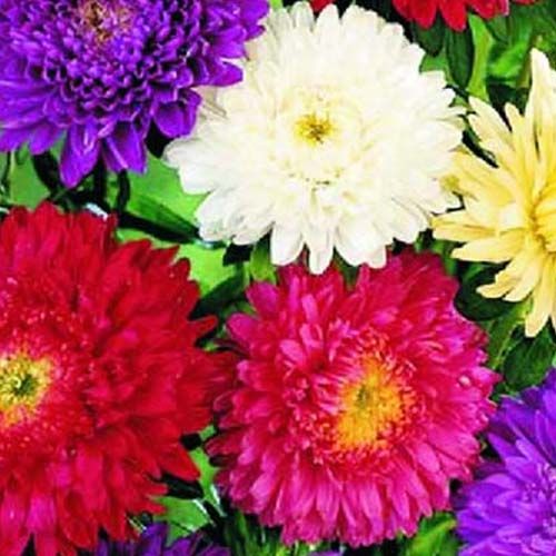 Astro Principessa Mix – 10 Semi, Cuore Pieno, Colori Assortiti, Giardino, Facile da Coltivare, Alta Germinabilità, Non-GMO