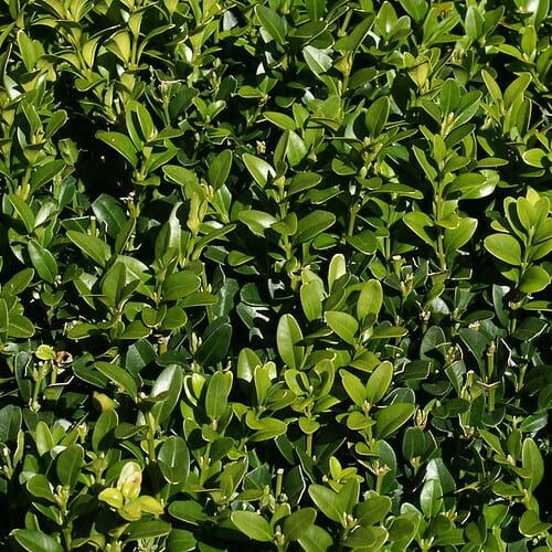 Bosso Comune – 10 Semi, Siepe, Modellabile, Bordure, Facile da Coltivare, Alta Germinabilità, Non-GMO